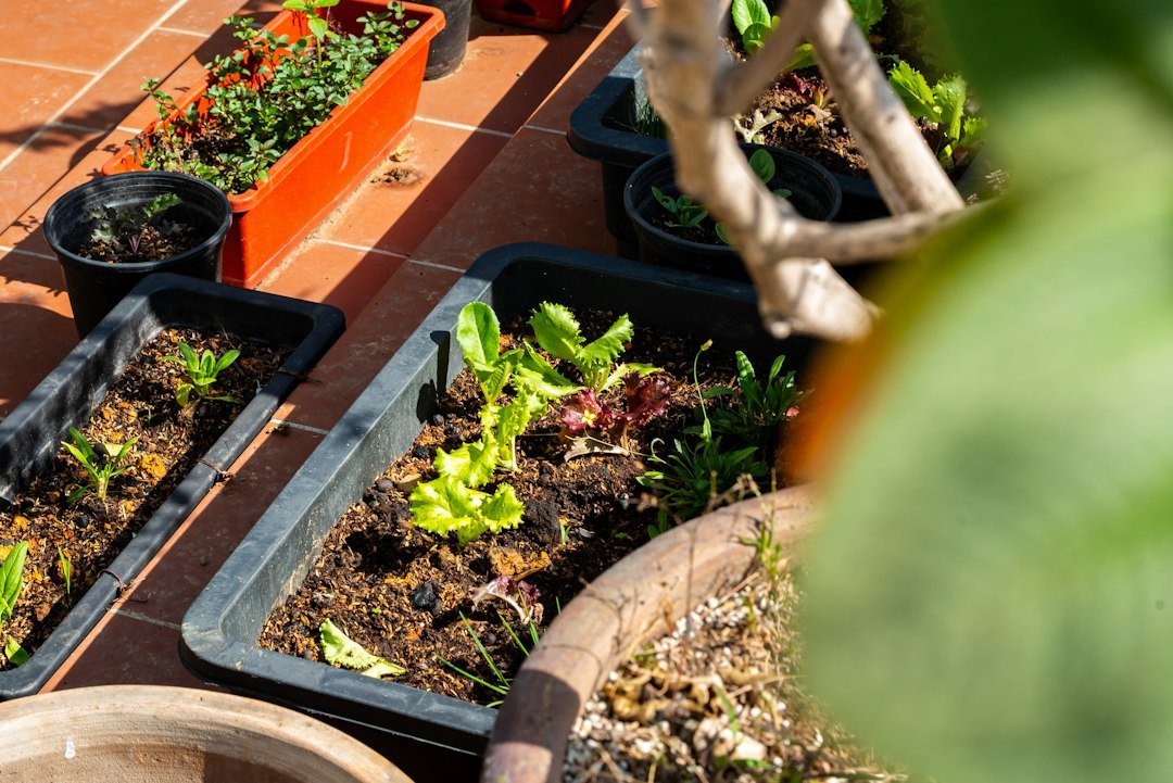 Container Gardening for Beginners: Best Vegetables for Small Spaces