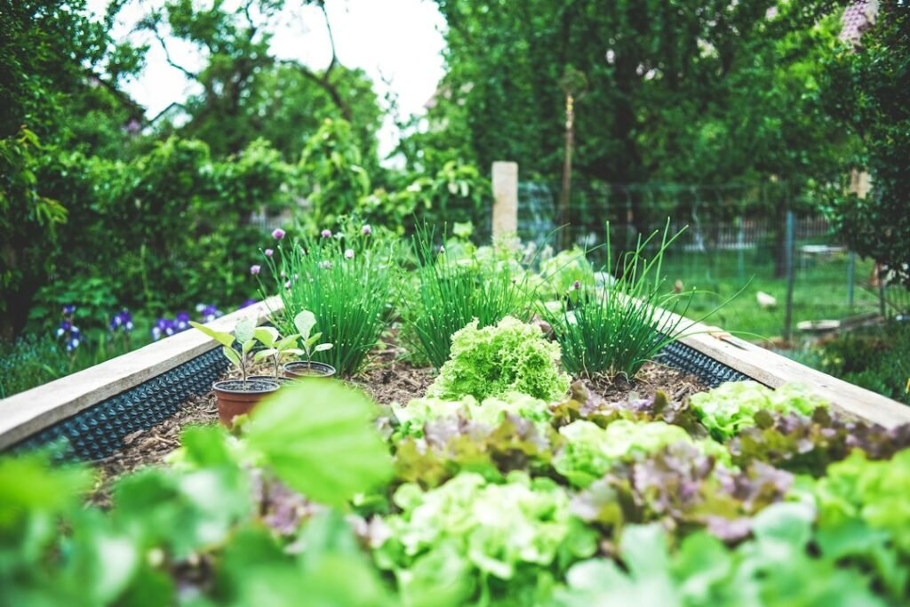 Raised garden beds with leafy vegetables and herbs in a small garden