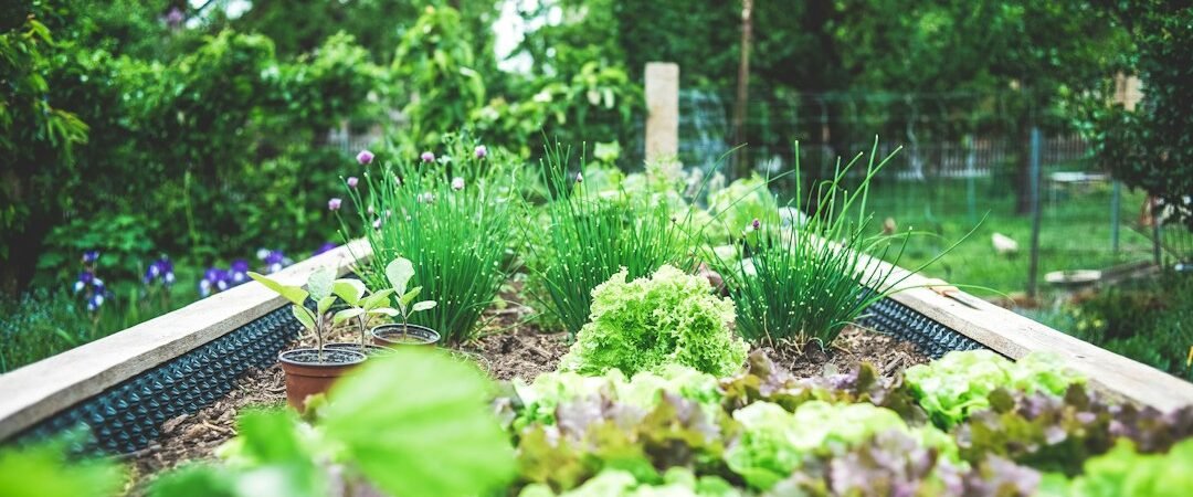 How to Start a Small-Space Vegetable Garden: 6 Practical Tips