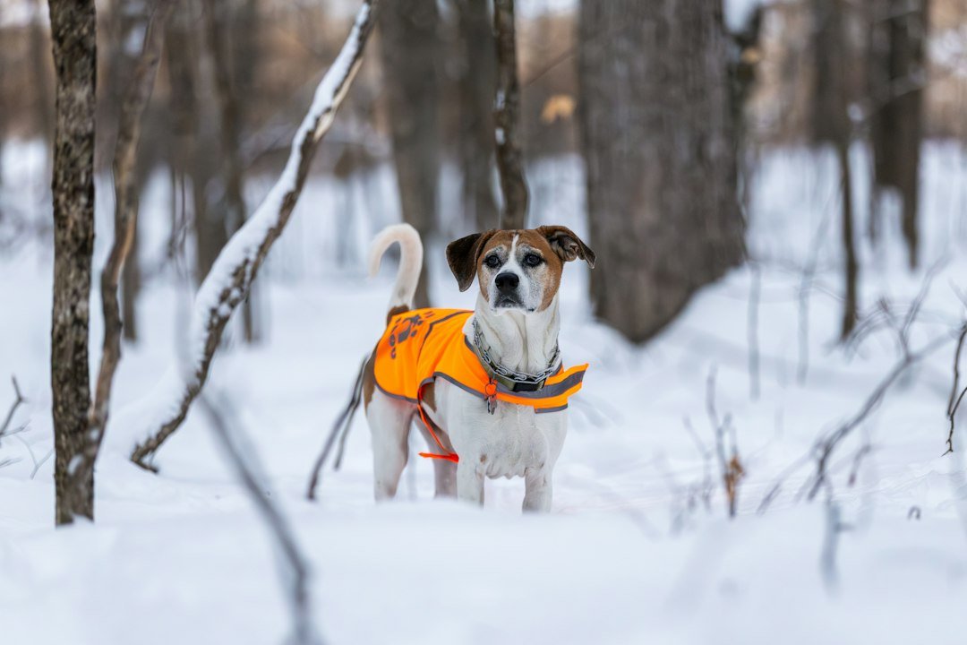 Winter Pet Safety: Protect Dogs and Cats in Cold Weather